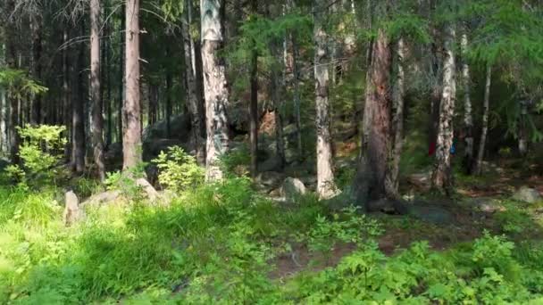 Девушка гуляет по лесу — стоковое видео