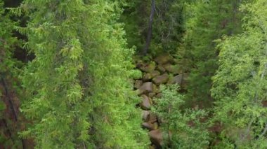 Bir turist ormanda yürüyor.