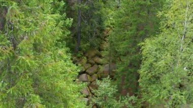 Bir turist ormanda yürüyor.