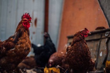 Kuşhanede tavuklar var. Bir sonbahar günü bir horoz ve bir tavuk çiftliğin etrafında yürürler. Tavuk ağılda yürüyor. Tavuklar çiftlikteki bir ağılda yürürken tahıl arar