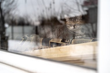 Evde pencerenin arkasında dinlenen bir kedi. Sevimli kedi pencerenin arkasındaki kanepede uzanıyor ve huzurlu bir günde evde dinleniyor.