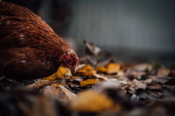 鸡群落在鸟舍的落叶上.秋天的一天，一只棕色的小鸡在农场的一个鸟笼里，在一堆干枯的树叶上走着 — 图库照片