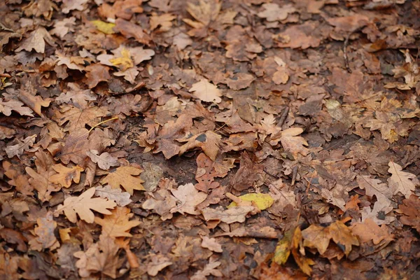 Gros plan des feuilles tombées en automne. Divers feuillages secs au sol dans la forêt d'automne. — Photo