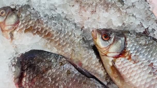 新鮮な魚を氷の中で閉じます。氷を砕いた透明な氷のスーパーマーケットのカウンターの上に横たわる魚の寒さ. — ストック動画