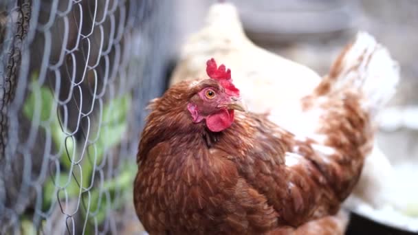 Kuře u síťovýho plotu na dvoře. Hnědá slepice stojící u plotu z drátěného pletiva v letní den na dvoře na ranči — Stock video