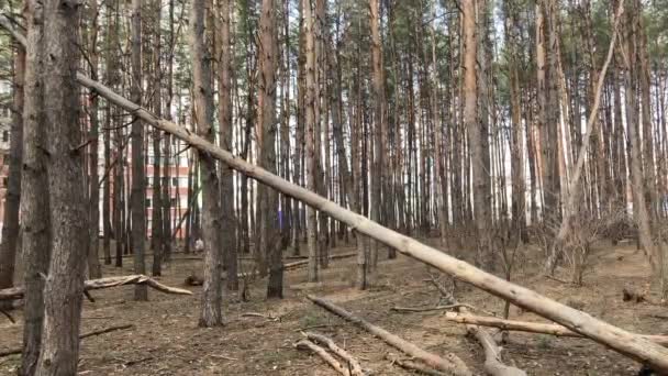 Avvicinamento dell'albero caduto nella foresta. Concetto di pericolo per la vita e la salute umana. — Video Stock