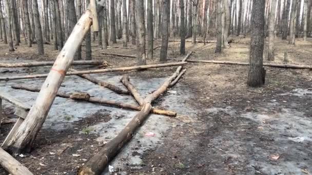 Закрыть упавшее дерево в лесу. Понятие опасности для жизни и здоровья человека. — стоковое видео