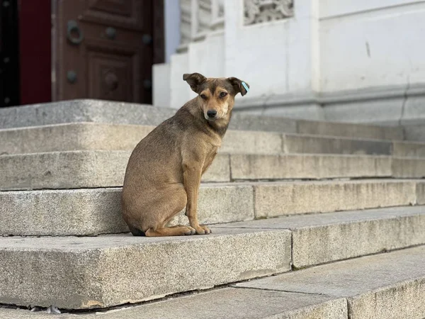 Cane randagio seduto sul gradino. Cagnolino senzatetto seduto sulle scale dell'edificio. — Foto Stock