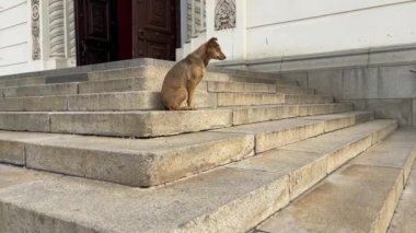 Sokak köpeği basamakta oturuyor. Evsiz köpek binanın merdivenlerinde oturuyor..