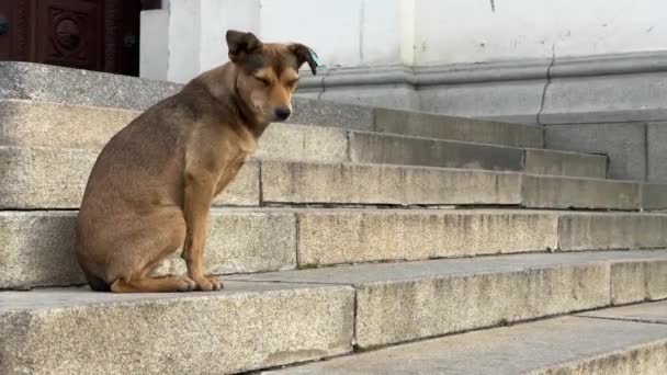 Stray dog sitting on step. Homeless pooch sitting on stairs of building. — Stock Video