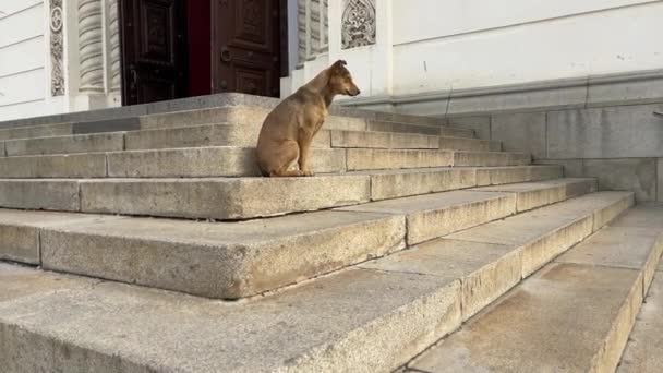 Zbloudilý pes sedí na schodu. Pejsek bez domova sedící na schodech budovy. — Stock video