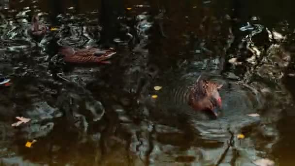 Belos patos nadando na lagoa. Patos diferentes no parque da cidade. Fechar. — Vídeo de Stock