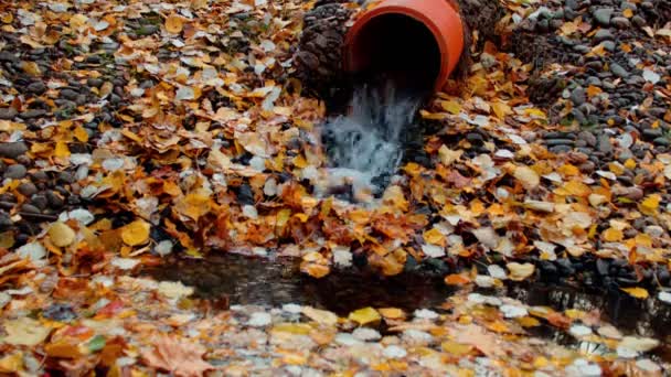 Eau qui coule du tuyau d'évacuation en automne. Balbuzard avec de l'eau courante dans entouré de feuilles d'automne. — Video
