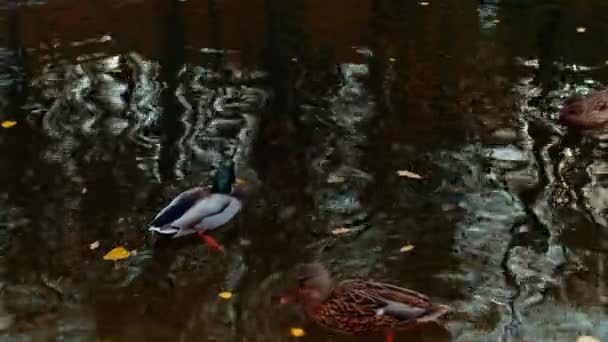 Gölde yüzen güzel ördekler. Şehir parkında farklı ördekler. Kapat.. — Stok video