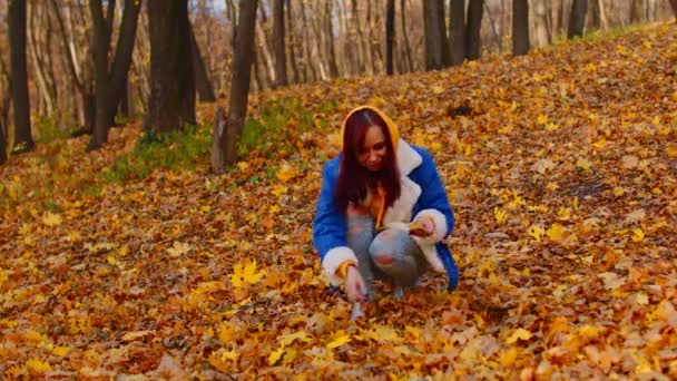 Genç kadın ormanda sonbahar yaprakları topluyor. Dişi, sonbahar mevsiminde güzel sarı yapraklar seçer.. — Stok video