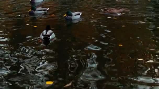 Smukke ænder svømmer i dammen. Forskellige ænder i byparken. Tæt på. – Stock-video