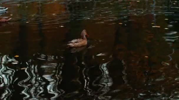 Красивые утки плавают в пруду. Другие утки в городском парке. Закрыть. — стоковое видео