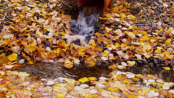 Eau qui coule du tuyau d'évacuation en automne. Balbuzard avec de l'eau courante dans entouré de feuilles d'automne. — Photo