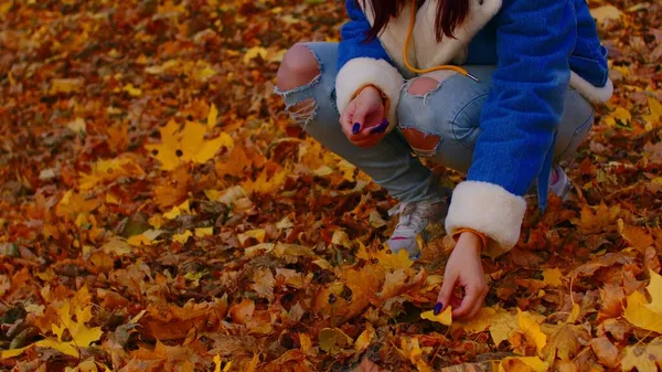 Mulher irreconhecível recolhe folhas de outono na floresta. Parte do corpo da fêmea escolhendo belas folhas amarelas na temporada de outono. Fechar. — Fotografia de Stock