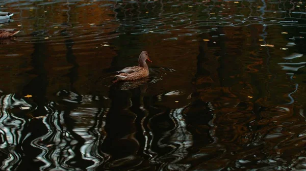 Belos patos nadando na lagoa. Patos diferentes no parque da cidade. Fechar. — Fotografia de Stock