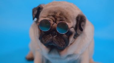 Mavi arka planda küçük güneş gözlüklü sevimli pug. Rahatlamış köpek portresi. Kapat.