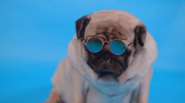 Mavi arka planda küçük güneş gözlüklü sevimli pug. Rahatlamış köpek portresi. Kapat.