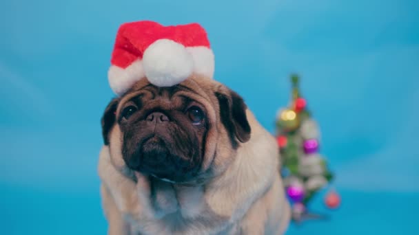 Niedlicher Mops Mit Weihnachtsmütze Auf Blauem Hintergrund Porträt Eines Charmanten — Stockvideo