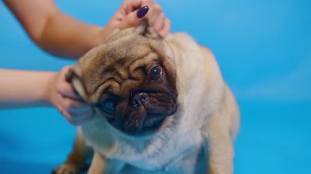 Симпатичный Мопс Синем Фоне Неузнаваемый Человек Царапает Уши Расслабленной Собаки — стоковое видео