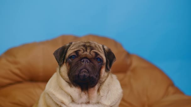 Niedlicher Mops Auf Großem Kissen Porträt Eines Charmanten Hundes Der — Stockvideo