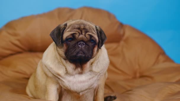 Niedlicher Mops Auf Großem Kissen Porträt Eines Charmanten Hundes Der — Stockvideo