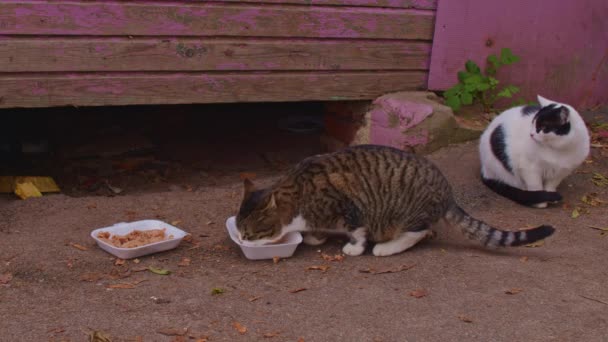 Gatos Mastigar Comida Rua Gato Estranho Comendo Comida Prato Rua — Vídeo de Stock