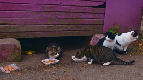 Коти Жують Їжу Вулиці Бродячий Кіт Їсть Їжу Тарілки Міській — стокове відео