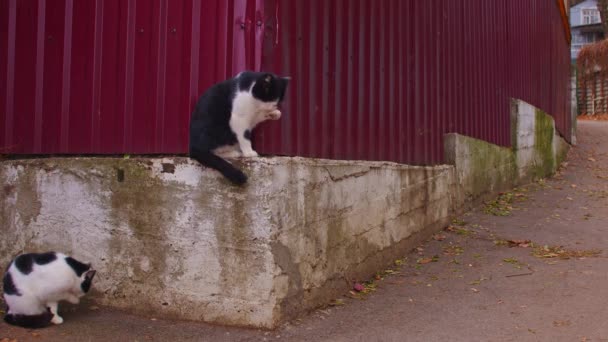 Schwarz-weiße Katzen waschen sich ihre Gesichter, sitzen auf der Straße. Niedliche Pussycats ruhen sich auf frischer Luft in der Natur aus. — Stockvideo