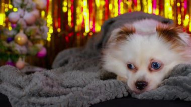 Küçük, rahat bir köpek battaniyeye sarılmış yatıyor. Bokeh 'in arka planında yatan mavi gözlü küçük beyaz köpek Noel Işıkları.