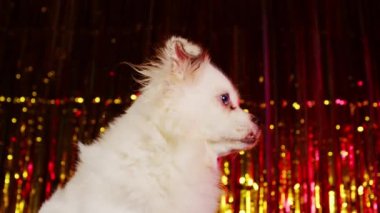 Parlak röflelerin arka planında oturan beyaz spitz 'in yan görüntüsü. Tatlı köpek başka tarafa bakıyor..