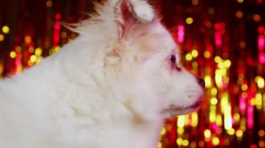 Parlak röflelerin arka planında oturan beyaz spitz 'in yan görüntüsü. Tatlı köpek başka tarafa bakıyor..