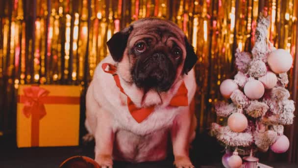 Собака Бабочке Новогодней Атмосфере Симпатичный Полный Мопс Сидящий Фоне Ярких — стоковое видео