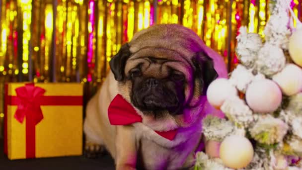 在新年的气氛中 狗打着领结 坐在明亮的亮点的背景上 可爱的满满一吐 — 图库视频影像