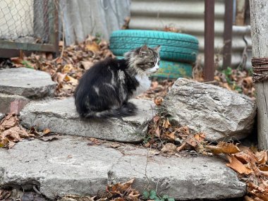 Sokakta oturan sevimli kedi. Tatlı kedicik kırsalda temiz havada yürüyor.