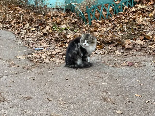 Niedliche Katze Sitzt Auf Der Straße Charmante Pussycat Auf Frischer — Stockfoto