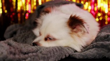Stüdyoda battaniyenin altında tüylü bir köpek. Sevimli beyaz köpek, mavi gözlü, sıcak ekoseye sarılı, parlak arka planda, stüdyoda yatıyor ve başka tarafa bakıyor.
