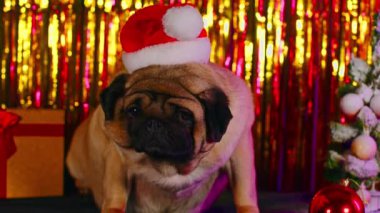 Stüdyoda Noel Baba şapkalı köpek. Kırmızı Noel Baba şapkalı sevimli Pug köpeği beyaz Noel ağacının yanında oturuyor ve stüdyoda renkli süslerin arkasında hediye kutusu var.