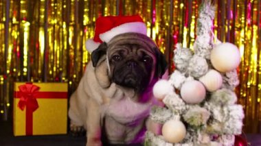 Stüdyoda Noel Baba şapkalı köpek. Kırmızı Noel Baba şapkalı sevimli Pug köpeği beyaz Noel ağacının yanında oturuyor ve stüdyoda renkli süslerin arkasında hediye kutusu var.