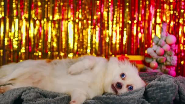 Cão bonito descansando na atmosfera de Ano Novo. Spitz branco deitado sobre xadrez cinza no fundo de destaques brilhantes, caixa de presente e pequena árvore de Natal. — Vídeo de Stock