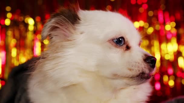 Zijaanzicht van witte spitz zitten op de achtergrond van heldere hoogtepunten. Leuke hond die wegkijkt. — Stockvideo