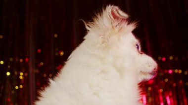 Parlak röflelerin arka planında oturan beyaz spitz 'in yan görüntüsü. Tatlı köpek başka tarafa bakıyor..
