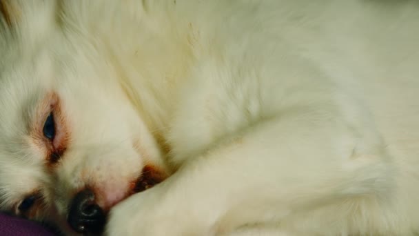 Yumuşak beyaz köpek yalan söylüyor ve uyuyor. Uykucu Spitz pençesini yalıyor, gözlerini açıyor ve tekrar uykuya dalıyor.. — Stok video