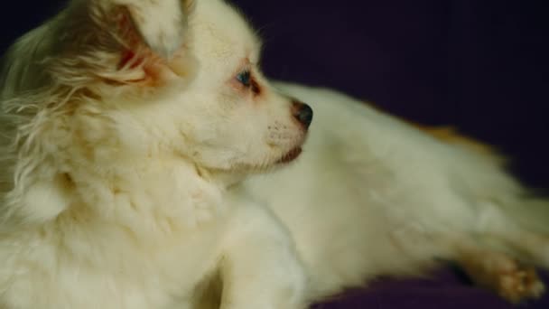 ふわふわの白い犬が横になって離れて見ています。リラックスしたスピッツは舌を示し、それを隠す. — ストック動画