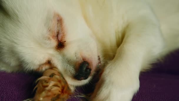 솜털흰 개가 누워 자고 있어. 졸린 주둥이는 발을 핥고, 눈을 뜨고, 다시 잠 이듭니다. — 비디오