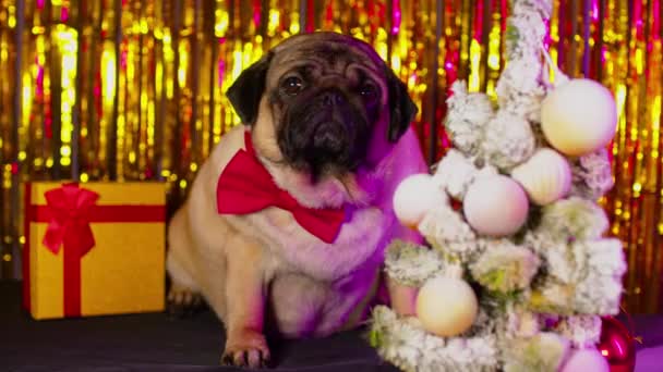 Привабливий бежевий собака у метелику в атмосфері "Нові роки". Мила лялечка, яка сидить біля різдвяного дерева і подарункова коробка на задньому плані яскравого серветка.. — стокове відео